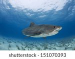 Tiger Shark at Tiger Beach, Grand Bahama