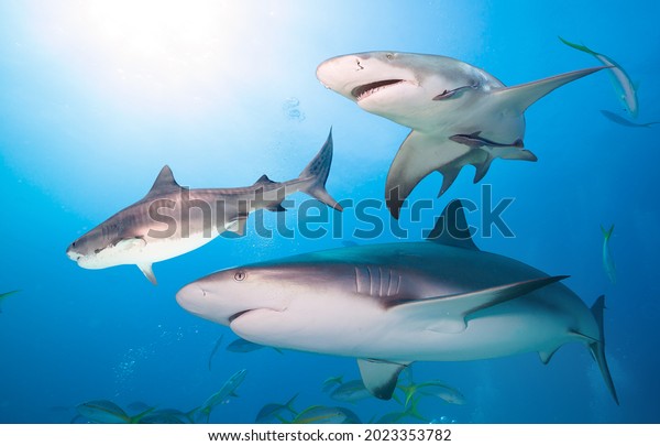Tiger\
shark, Caribbean reef shark and Lemon\
shark\
