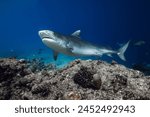 Tiger Shark close up in blue ocean. Diving with sharks in Bahamas