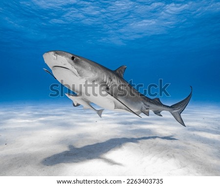 Tiger Shark Up Close Full Body Shot.  Stripes showing in clear blue water with white sandy bottom.  Photo taken in The Bahamas.