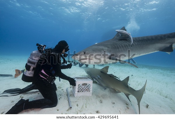 Tiger shark comes in to be fed during a shark\
feed dive in the Bahamas.