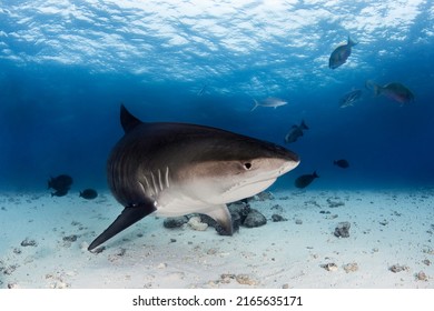 Tiger Shark In A Deep Blue Of Indian Ocean Near Maldives