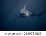 Tiger shark in deep blue waters otside of Haleiwa boat harbor