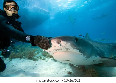 804 Tiger shark diver Images, Stock Photos & Vectors | Shutterstock