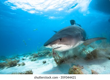 Tiger Shark Eating Fish Meat Stock Photo 359344421 | Shutterstock