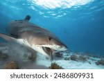 A Tiger shark eats pieces of fish.