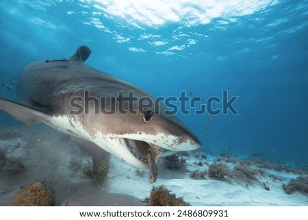 A Tiger shark eats pieces of fish.