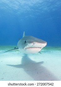 Tiger Shark Face 