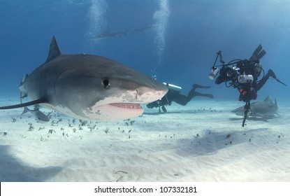 Tiger Shark (Galeocerdo Cuvier) With Diver