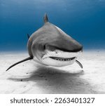 Tiger Shark Head on Up Close in Clear Blue Water in The Bahamas