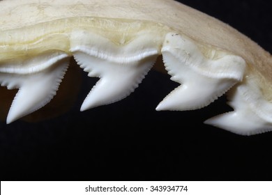 Tiger Shark Jaw Showing Teeth