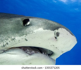 Tiger Shark Mouth