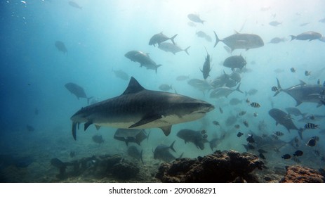 Tiger Shark Native Habitat Dangerous Fish Stock Photo (Edit Now) 2090068291