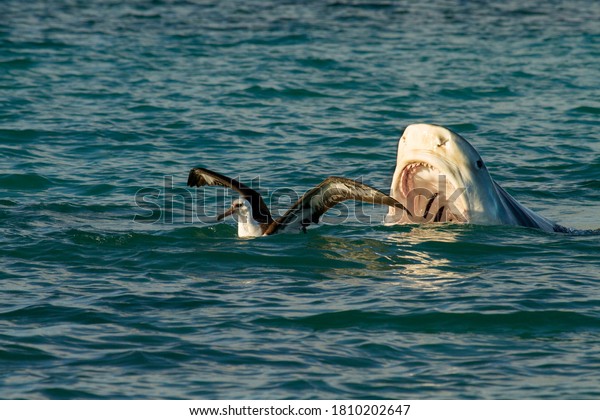A tiger\
shark / Niuhi (Galeocerdo cuvier), seen going for a bite out of an\
unsuspecting Laysan Albatross / Moli, off of Lisianski Island in\
Papahānaumokuākea Marine National\
Monument.