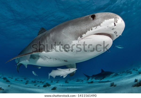 Tiger Shark on Bahamas Tiger\
Beach