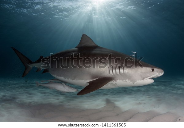 Tiger Shark on Bahamas Tiger\
Beach