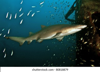Tiger Shark on a Shipwreck in North Carolina