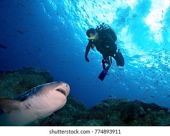 Tiger Shark Ready To Attack A Scuba Diver 