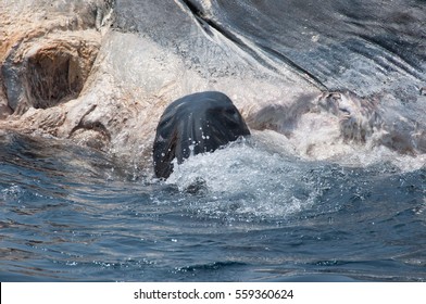 Tiger shark ripping out a mouthful from a dead blue whale