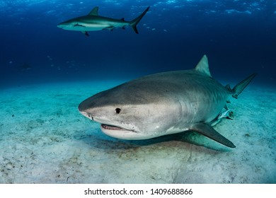 Tiger Shark Swiming Close To The Ground