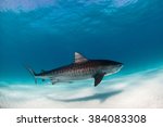 A tiger shark swimming calmly with a remora fish in clear water