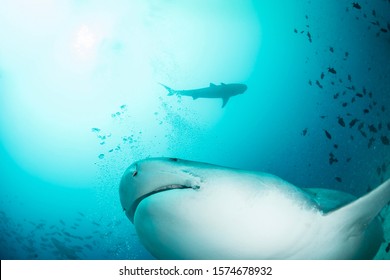 A Tiger Shark Swimming Over 