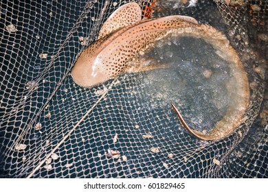 Tiger Shark Trapped Fisherman's Net  