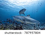 Tiger shark  underwater 