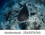 Tiger shark underwater in blue ocean. Shark close up