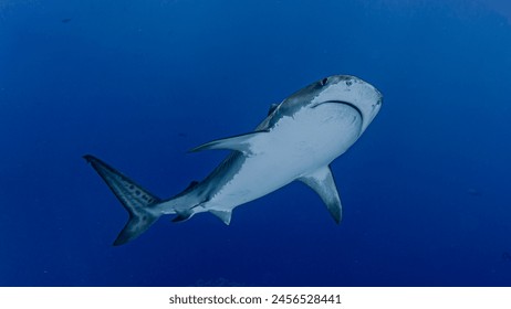 Tiger Shark underwater close up - Powered by Shutterstock