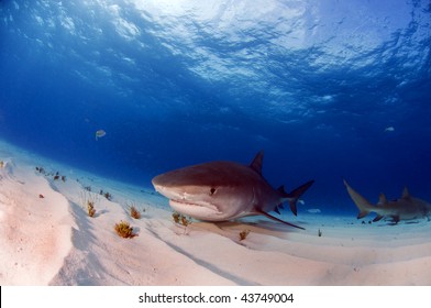 are sharks apex predators