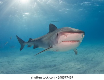 Tiger Sharks in the Bahamas