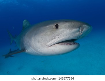 Tiger Sharks Bahamas Stock Photo 148577534 | Shutterstock