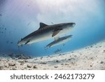 Tiger sharks spotted at Tiger shark point at Fuvahmulah Island, Maldives