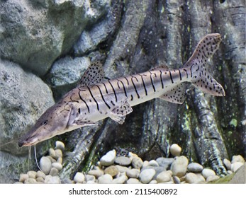 A Tiger shovelnose catfish (Tiger doncella) swimming in the aquarium. Pseudoplatystoma fasciatum is freshwater ornamental fish native to the Amazon river basin.