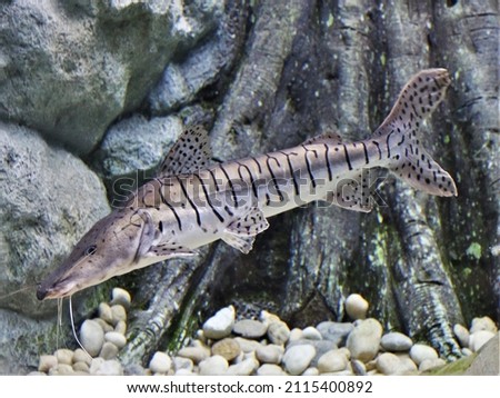 A Tiger shovelnose catfish (Tiger doncella) swimming in the aquarium. Pseudoplatystoma fasciatum is freshwater ornamental fish native to the Amazon river basin.