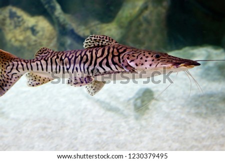 Tiger Shovelnose catfish. Tiger catfish lives in nature in the Amazon and Rio Orinoco. These rivers run through Ecuador, Colombia, Venezuela, Peru and Brazil. They can grow more than a meter 