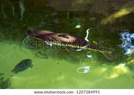 Tiger Shovelnose Catfish (Pseudoplatystoma fasciatum).