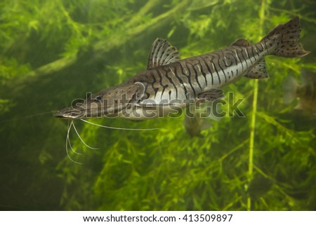 Tiger Shovelnose Catfish. Pseudoplatystoma fasciatum.