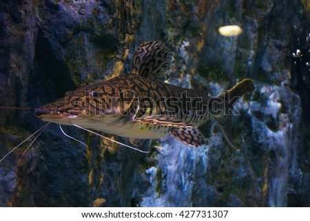 Tiger shovelnose catfish, Pseudoplatystoma fasciatum