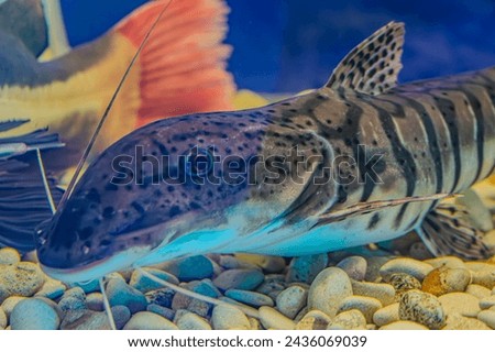 tiger shovelnose catfish swimming in a tank with a decorative ornament. The catfish has a patterned body with distinctive barbels. leopart catfish or Redtail X tiger shovelnose