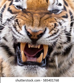 Tiger showing it's massive fangs and teeth