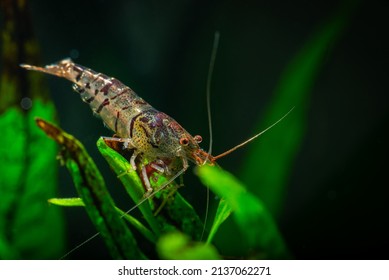 Tiger shrimp in freshwater  aquarium, nature underwater life