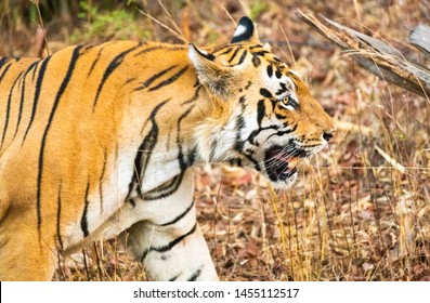 Tiger from side view ,close up view of tiger from side in Tadoba,Nagpur,India