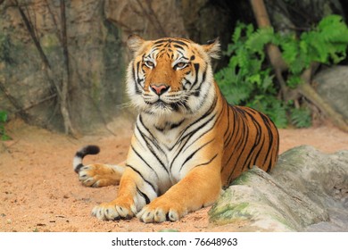 Yellow With Dark Tiger Stripes Images, Stock Photos & Vectors ...