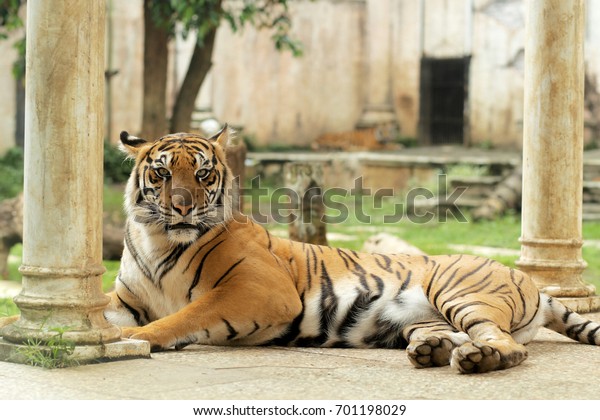 バトゥ シークレット動物園に座っている虎 バトゥ イースト ジャワ インドネシア の写真素材 今すぐ編集