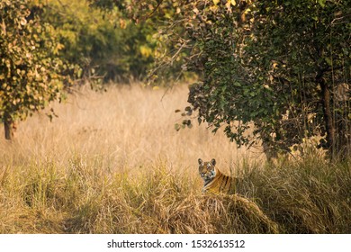 Tiger Sitting Down In The Bushes