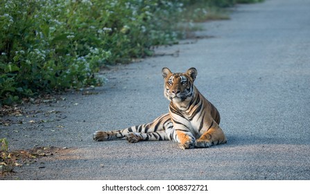 Tiger Sitting Down On A Road