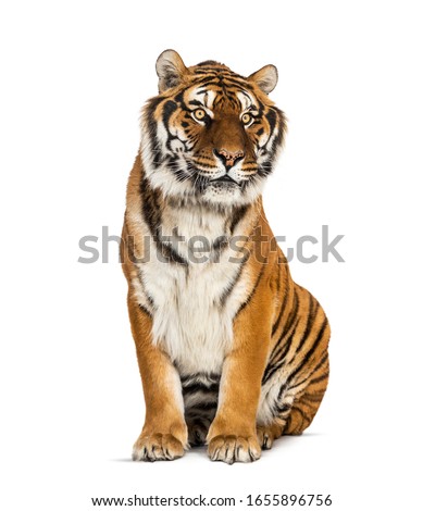 Tiger sitting in front of a white background, big cat