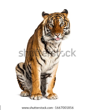 Tiger sitting in front of a white background, big cat,